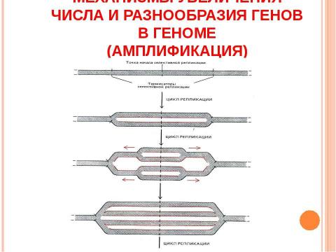 Презентация на тему "Основы молекулярной генетики" по биологии