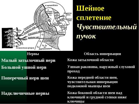 Презентация на тему "Cпинной мозг и спинномозговые нервы" по медицине