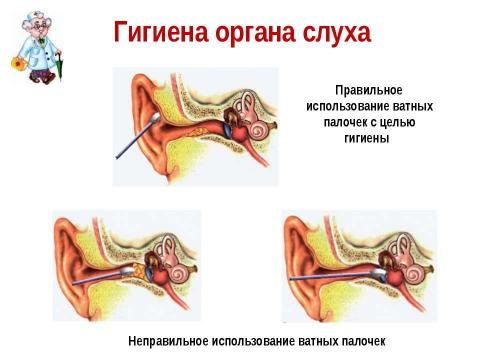 Презентация на тему "Слуховой анализатор" по биологии