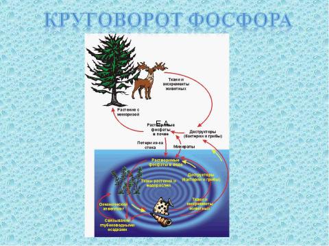 Презентация на тему "Круговорот веществ в биосфере" по географии