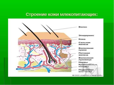 Презентация на тему "Среда обитания и внешнее строение млекопитающих" по биологии