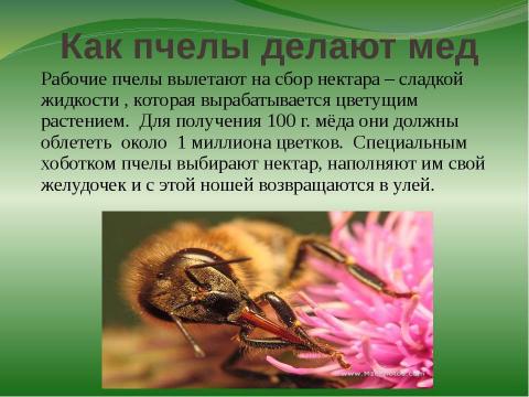 Презентация на тему "правильные пчёлы делают правильный мёд" по окружающему миру