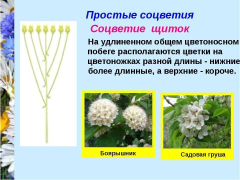 Презентация на тему "Соцветия" по биологии