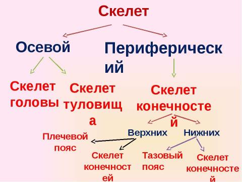 Презентация на тему "Скелет челоаека" по биологии