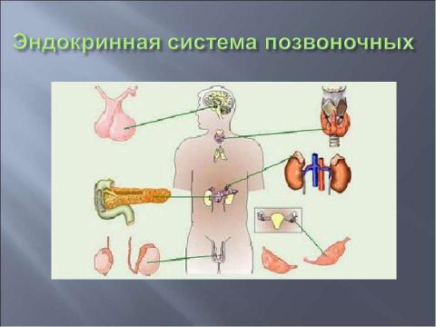 Презентация на тему "Координация и регуляция 6 класс" по биологии