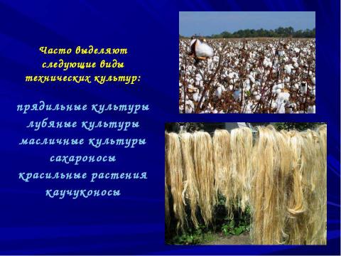 Презентация на тему "Растениеводство" по окружающему миру