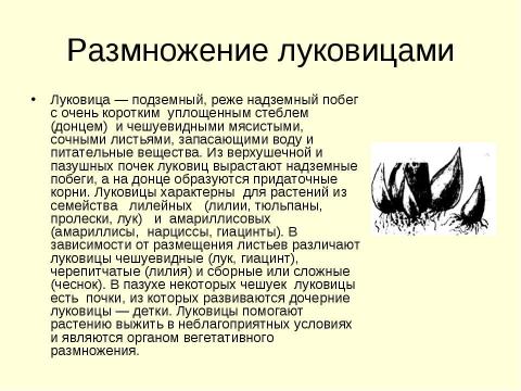 Презентация на тему "Вегетативное размножение растений" по биологии