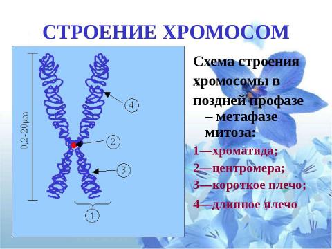 Презентация на тему "Клетка" по биологии