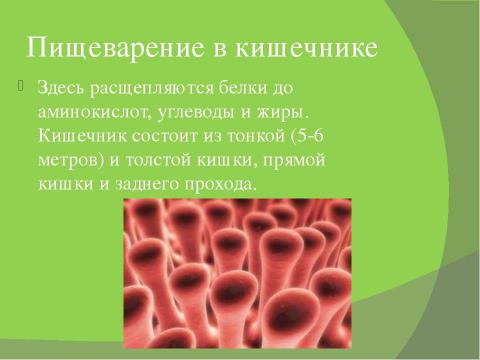 Презентация на тему "Пищеварение" по биологии