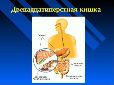 Презентация на тему "Изменение питательных веществ в кишечнике" по биологии