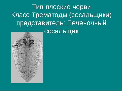 Презентация на тему "Тип плоские черви" по биологии