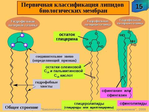 Презентация на тему "Биологически активные соединения живых организмов" по биологии