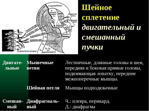 Презентация на тему "Cпинной мозг и спинномозговые нервы" по медицине