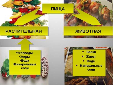 Презентация на тему "Пищевые продукты, питательные вещества и их превращения в организме" по биологии