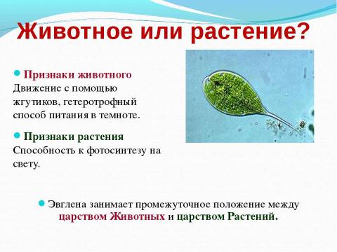 Презентация на тему "Биологический аукцион «Простейшие»" по биологии