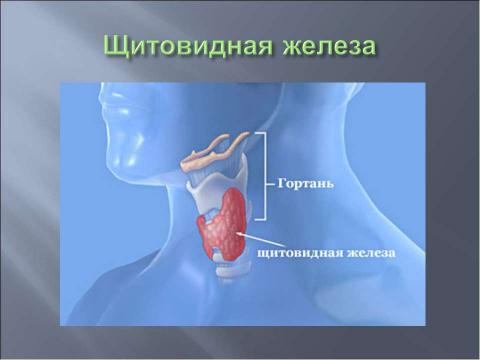 Презентация на тему "Координация и регуляция 6 класс" по биологии