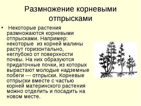 Презентация на тему "Вегетативное размножение растений" по биологии