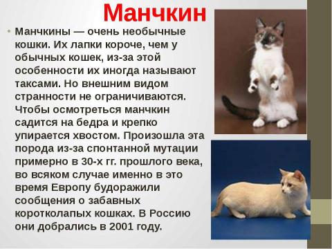 Презентация на тему "Кошки в истории, обществе, в английской и русском языках и литературе разных стран" по литературе