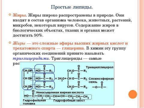 Презентация на тему "Углеводы, липиды" по биологии