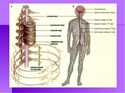 Презентация на тему "Строение и функции нервной системы" по биологии