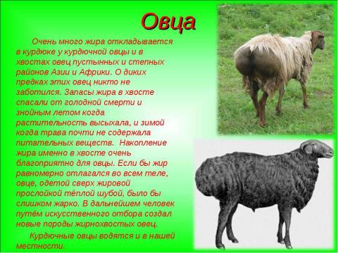 Презентация на тему "Зачем животным нужны хвосты? 5 класс" по окружающему миру