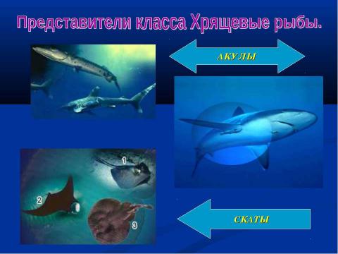 Презентация на тему "Рыбы" по окружающему миру