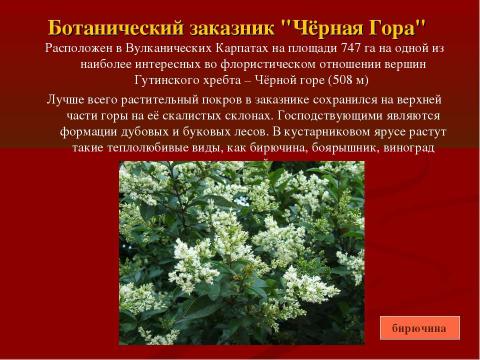 Презентация на тему "Заповедные места Украины. Карпатский биосферный заповедник" по географии