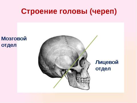 Презентация на тему "Скелет челоаека" по биологии