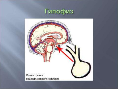 Презентация на тему "Координация и регуляция 6 класс" по биологии