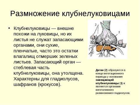 Презентация на тему "Вегетативное размножение растений" по биологии