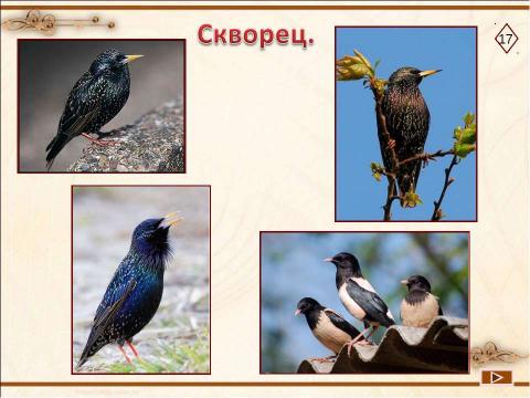 Презентация на тему "Город, где живут морфемы" по русскому языку