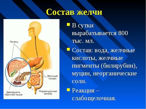 Презентация на тему "Изменение питательных веществ в кишечнике" по биологии