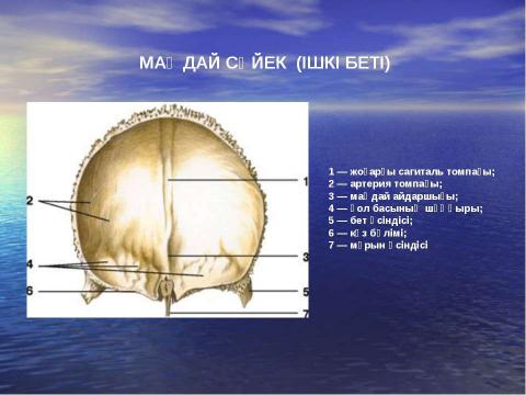 Презентация на тему "БАС ҚАҢҚАСЫ: МИ СҮЙЕКТЕРІ" по медицине