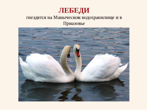 Презентация на тему "Красная книга Ростовской области. Животные" по биологии