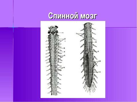 Презентация на тему "Строение и функции нервной системы" по биологии