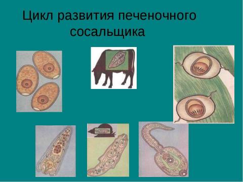 Презентация на тему "Тип плоские черви" по биологии