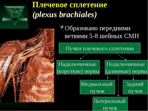 Презентация на тему "Cпинной мозг и спинномозговые нервы" по медицине