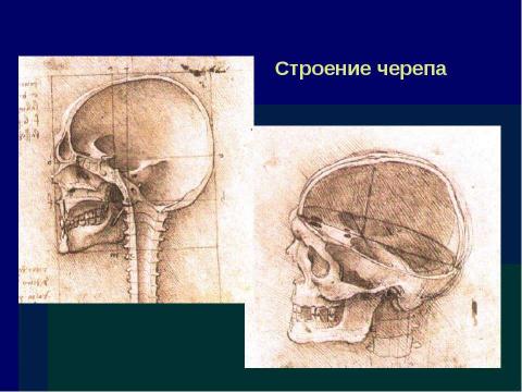 Презентация на тему "Образ человека в эпоху Ренессанса" по истории