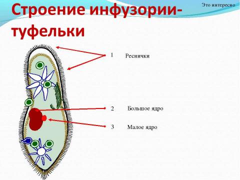 Презентация на тему "Биологический аукцион «Простейшие»" по биологии