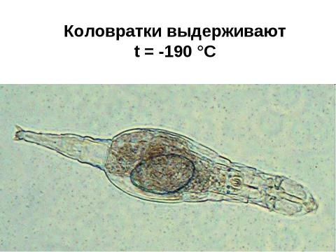 Презентация на тему "Общие законы действия факторов среды на организм" по биологии