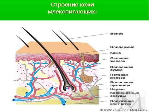 Презентация на тему "Среда обитания и внешнее строение млекопитающих" по биологии