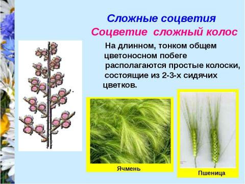 Презентация на тему "Соцветия" по биологии