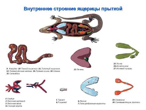 Презентация на тему "Биология в схемах и таблицах" по биологии