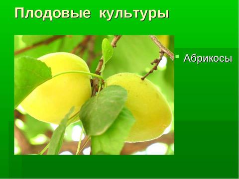 Презентация на тему "Культурные и дикорастущие растения" по биологии