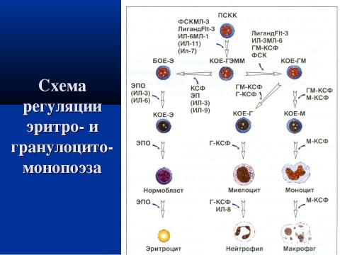 Презентация на тему "Современная схема кроветворения. Регуляция гемопоэза" по биологии