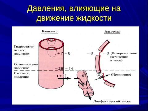 Презентация на тему "ОТЕК ЛЕГКИХ" по биологии