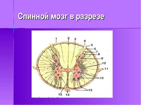 Презентация на тему "Строение и функции нервной системы" по биологии