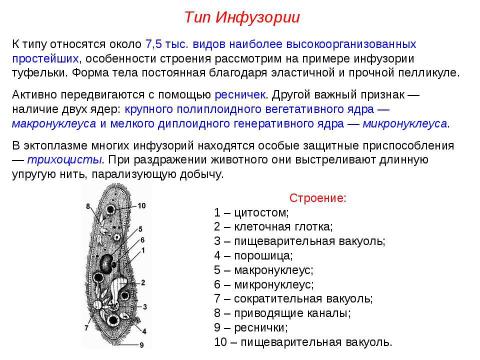 Презентация на тему "Подцарство Простейшие" по биологии