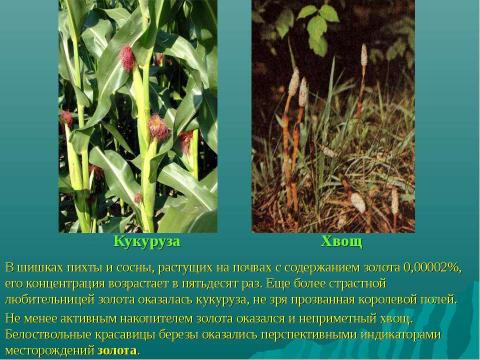 Презентация на тему "Растения-индикаторы полезных ископаемых" по биологии