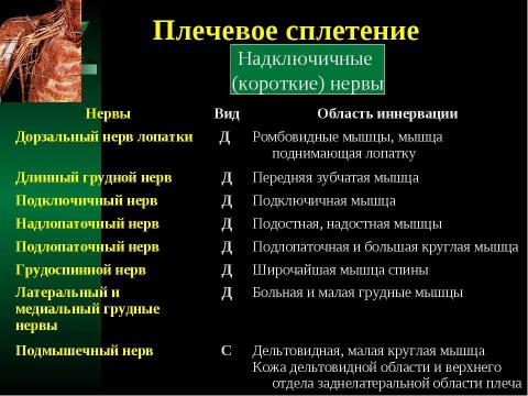 Презентация на тему "Cпинной мозг и спинномозговые нервы" по медицине